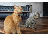 当店の猫ちゃん達です。左が茶トラの千代丸君です。右がキジトラの神楽ちゃんです。毎日出勤してます。