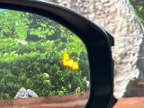 【ブラインドスポットモニター】走行中、ドアミラーの死角になりやすい箇所に後続車が接近するとサイドミラーのレンズに警告を表示!ドライバーに注意喚起をしてくれます。