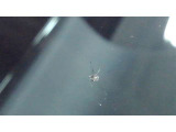 フロントガラスリペア修理跡あり