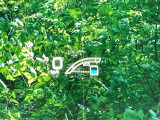 【ヘッドアップディスプレイ】現在の速度や走行情報をデジタル表示で運転席前方のガラスに投影!運転中、目線をずらさず必要な情報を確認できるのでとっても便利で安心!