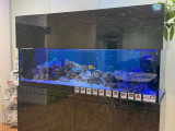 ショールーム内に海水魚大型水槽(180cm&times;90cm&times;90cm)にカラフルなお魚がお出迎えします。